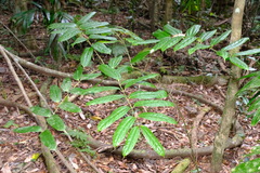 Ripogonum discolor