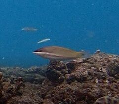 Stethojulis trilineata