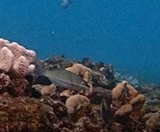 Stethojulis trilineata