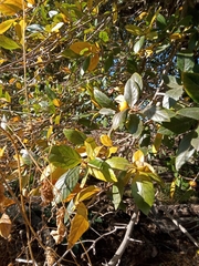 Crataegus mexicana