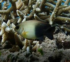 Chrysiptera unimaculata