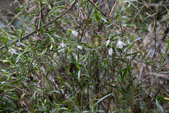 Dendrobium cunninghamii
