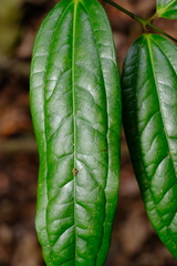 Ripogonum discolor