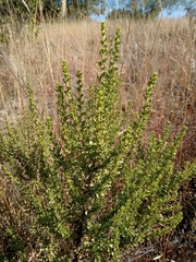 Baccharis pteronioides