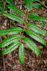 Ripogonum discolor