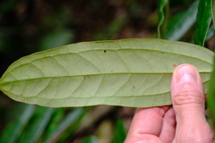 Ripogonum discolor