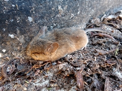 Reithrodontomys fulvescens