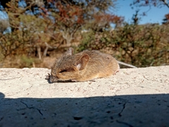 Reithrodontomys fulvescens