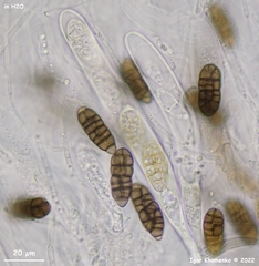 Dothideomycetes