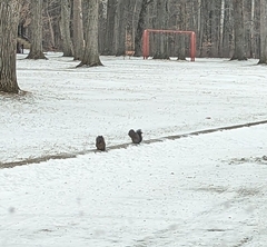 Sciurus carolinensis