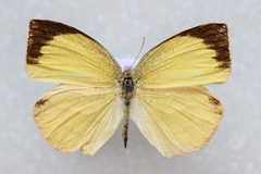 Eurema laeta