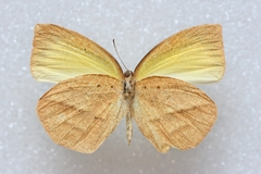 Eurema laeta