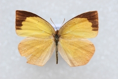 Eurema laeta