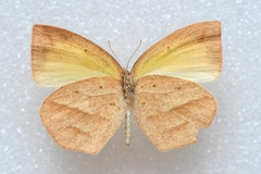 Eurema laeta