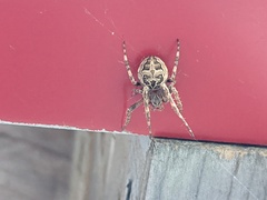 Larinioides patagiatus