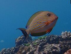 Acanthurus lineatus