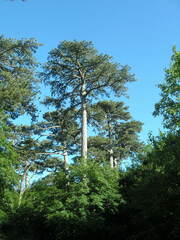 Pinus nigra pallasiana