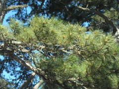Pinus nigra pallasiana