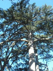 Pinus nigra pallasiana