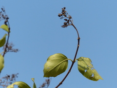 Premna serratifolia