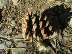 Pinus nigra pallasiana