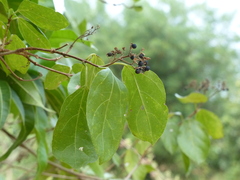 Premna serratifolia