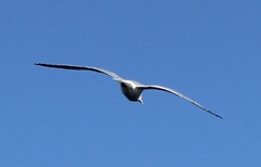 Larus schistisagus