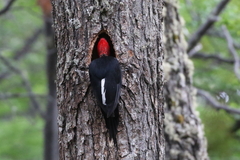 Campephilus magellanicus