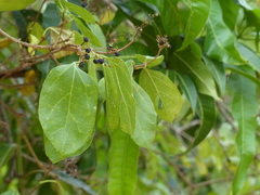 Premna serratifolia