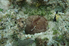 Clypeaster rosaceus
