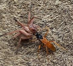 Cryptocheilus bicolor