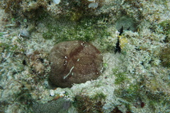 Clypeaster rosaceus