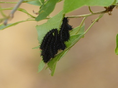 Hemileuca maia