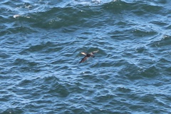 Phalacrocorax capillatus