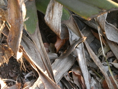 Trachylepis wahlbergii