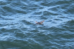 Phalacrocorax capillatus