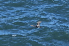 Phalacrocorax capillatus
