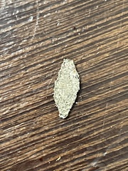 Phereoeca