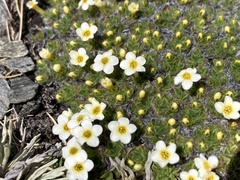 Myosotis pulvinaris
