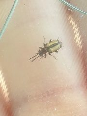 Crioceris paracenthesis