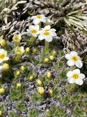 Myosotis pulvinaris