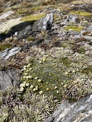 Myosotis pulvinaris