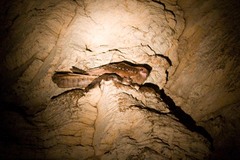 Steatornis caripensis