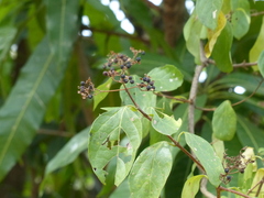 Premna serratifolia