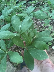 Rhododendron calendulaceum