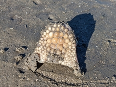 Sciaenidae