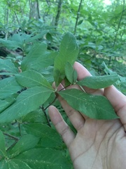 Rhododendron calendulaceum