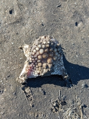 Sciaenidae