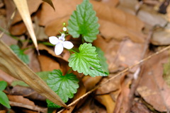 Lobelia trigonocaulis