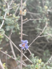 Ceanothus tomentosus